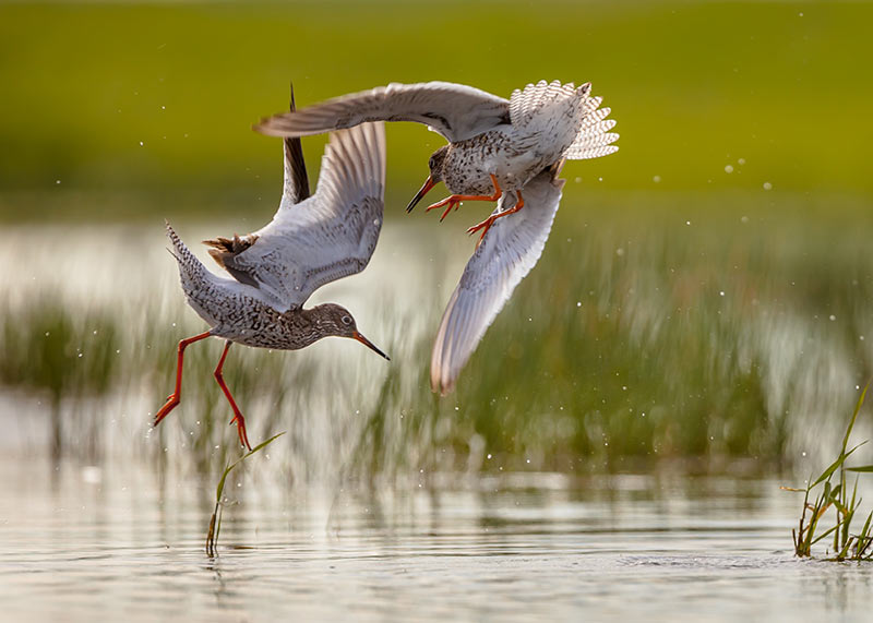 Konflikthantering Dansen